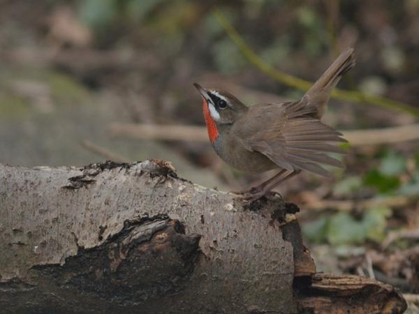 Roodkeelnachtegaal (Luscinia calliope)